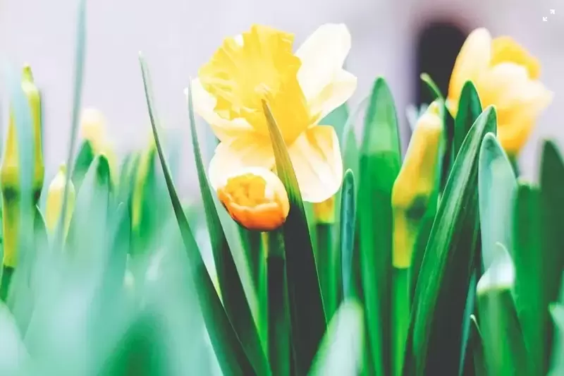 Top 5 Spring bulbs to buy now