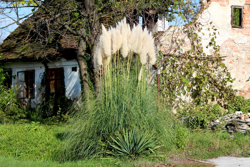 Top 5 Tall Grass Varieties