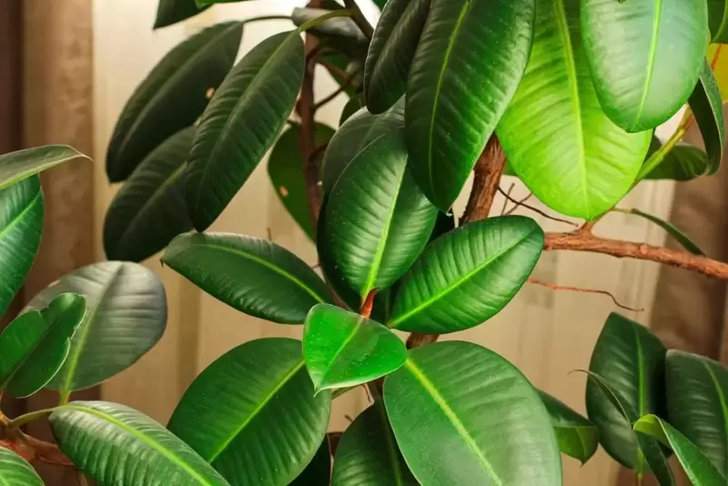 Replace Your Tree With Me - Top 6 Big Houseplants