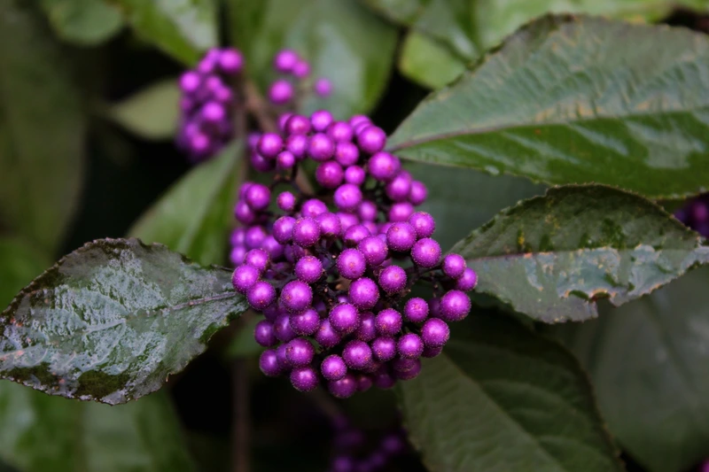 Top 6 Shrubs with Berries