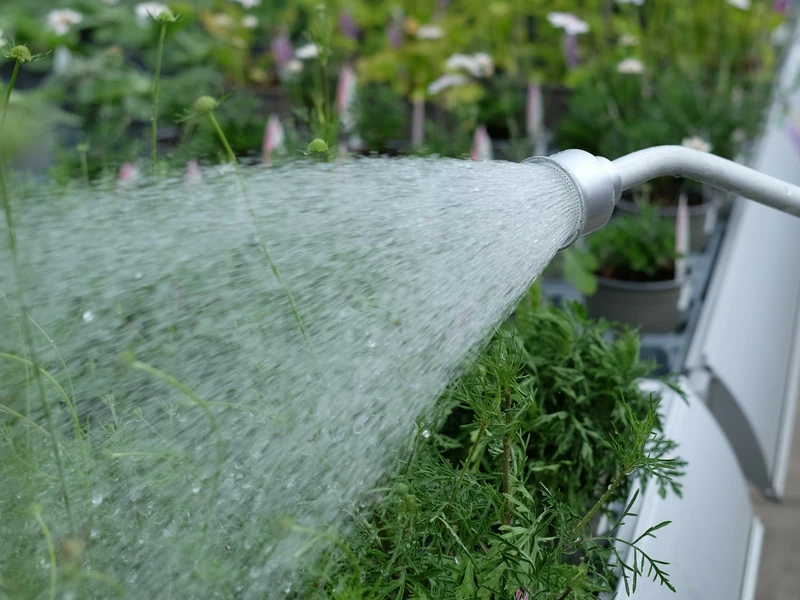 Top Tips For Watering In A Heatwave