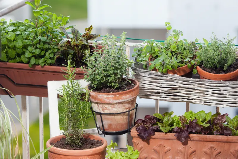 Vertical Gardening for Balconies