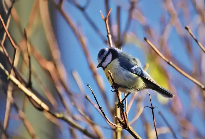 Watching Garden Birds in Spring