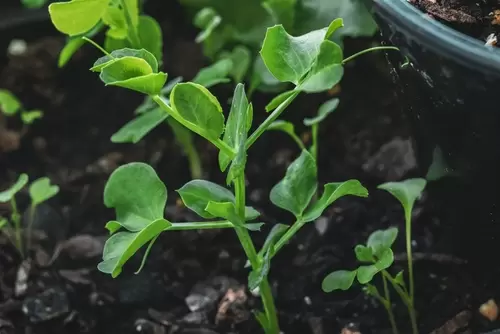 What to Sow in the Kitchen Garden in May