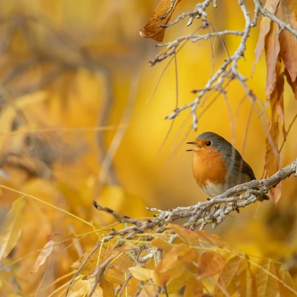 Why Aren’t Birds Visiting Your Garden?