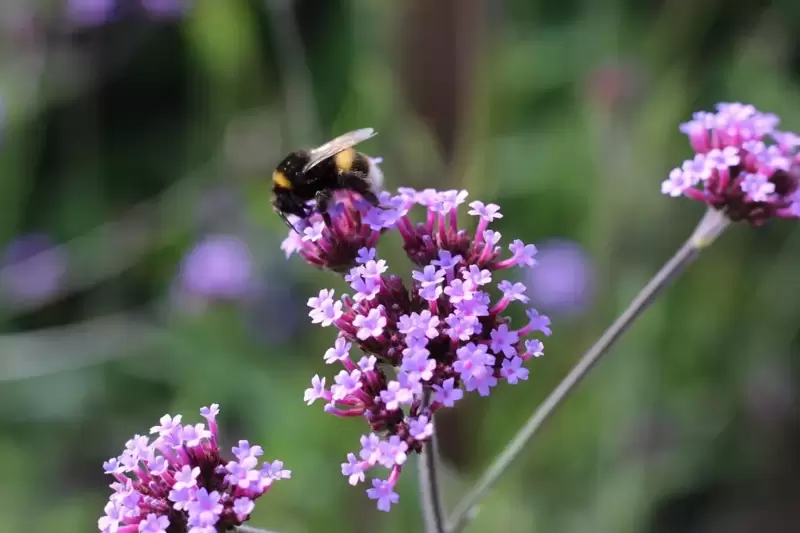 World Bee Day