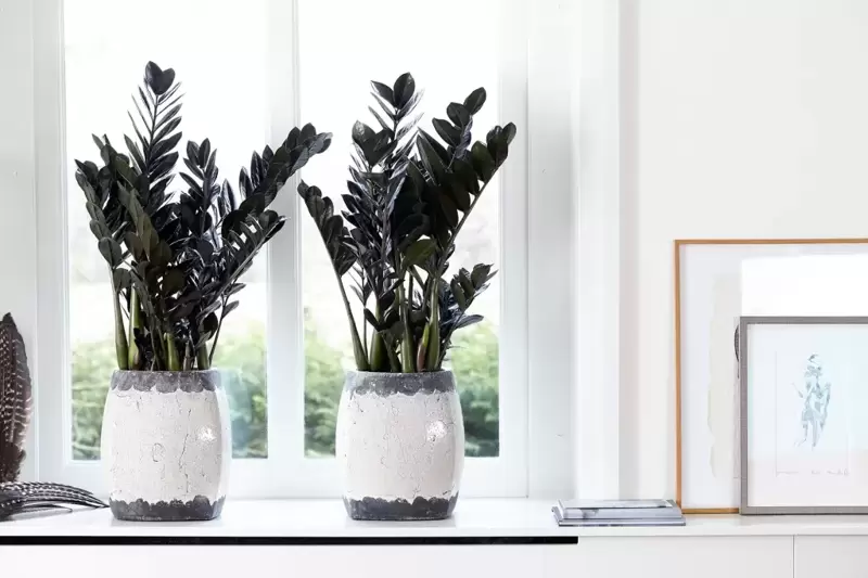 Zamioculcas Raven® *NEW*