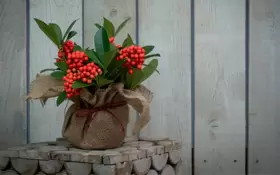 Plants For Presents