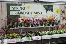 Primrose Festival 2025
