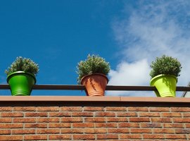 Container plants