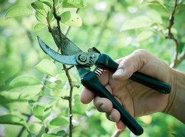 Must-have gardening tools