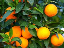 Container fruit