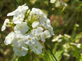 Late summer perennials