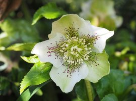 Winter perennials