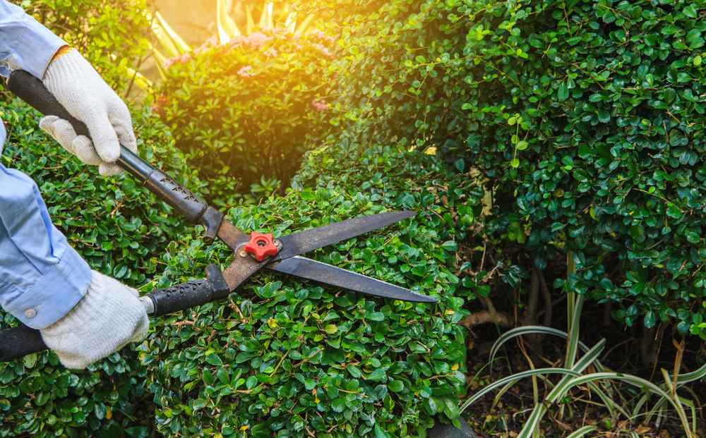 Cowell’s Garden Centre keeps a range of pruning equipment with many types of shears near Ponteland. Visit us to get the best pruning tools for your garden.