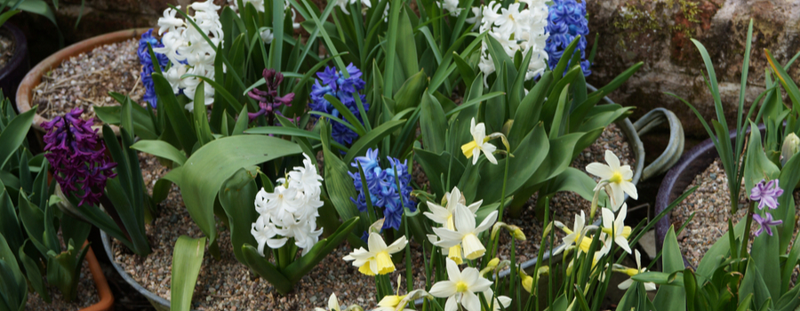 Spring bulbs in containers - Cowell's