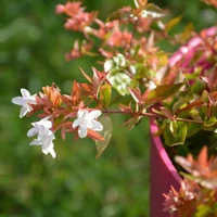 Abelia