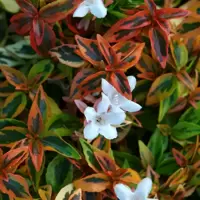 Abelia