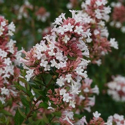 Image Credit: © Hortival Diffusion - Minier