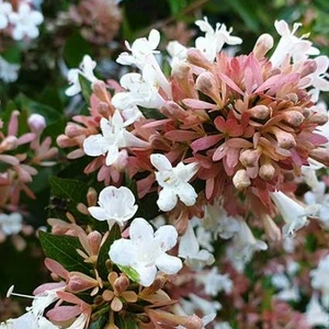 Image Credit: © Hortival Diffusion - Minier
