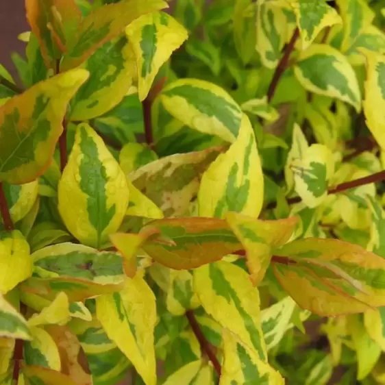Abelia x grandiflora 'Francis Mason' 3L