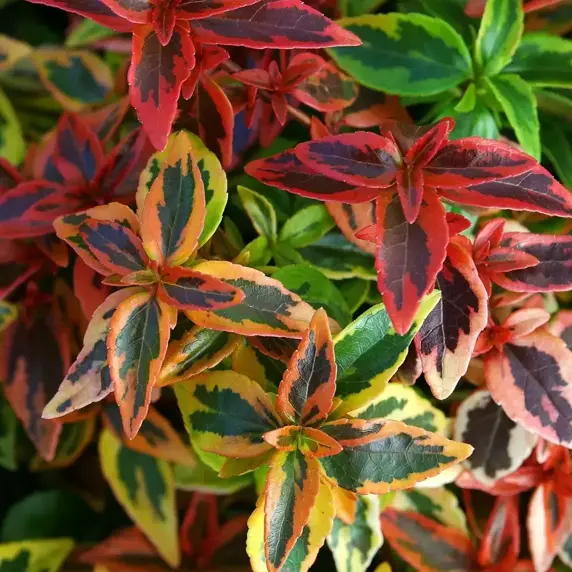 Abelia x grandiflora 'Kaleidoscope' 2L - image 2