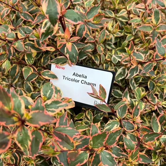 Abelia x grandiflora 'Tricolour Charm' 2L