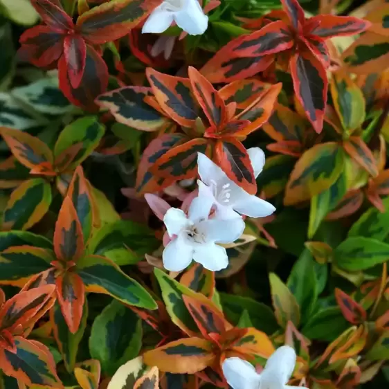 Abelia x grandiflora 'Kaleidoscope' 3L - image 1