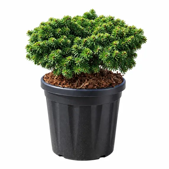 Abies koreana 'Brilliant'