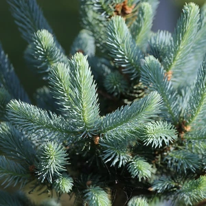 Abies procera 'Glauca'