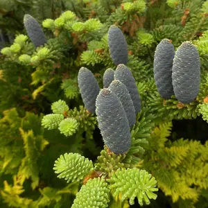 Abies koreana