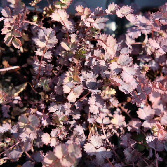 Acaena inermis 'Purpurea' 1L
