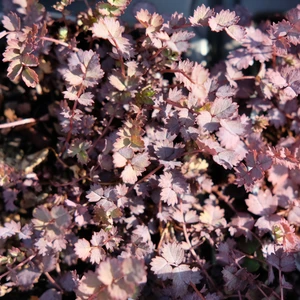 Acaena inermis 'Purpurea' 9cm