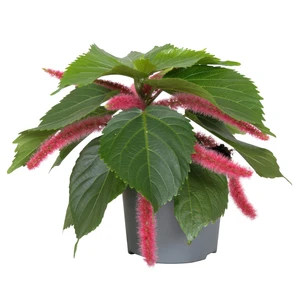 Acalypha hispida - image 1
