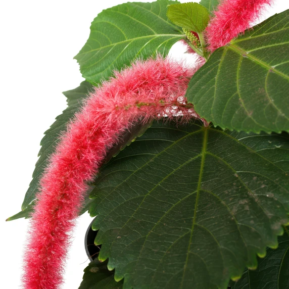 Acalypha hispida - image 2