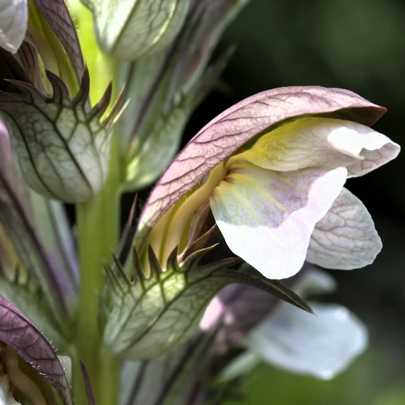 Acanthus hungaricus - image 1