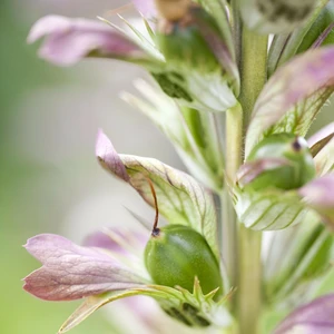 Acanthus hungaricus - image 2