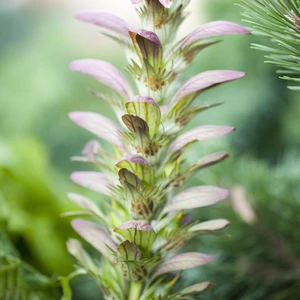 Acanthus hungaricus - image 3