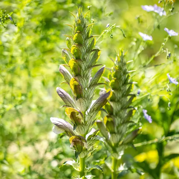 Acanthus mollis 2L - image 1