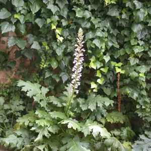 Acanthus mollis 2L - image 2