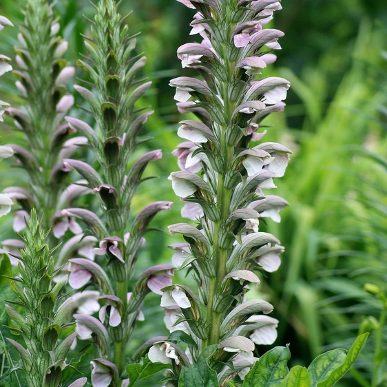 Acanthus spinosus