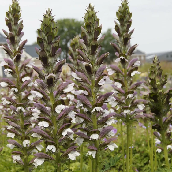 Acanthus hungaricus 'White Lips' 3L