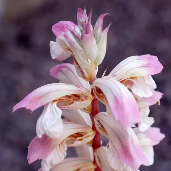 Acanthus 'Whitewater' 3L - image 2