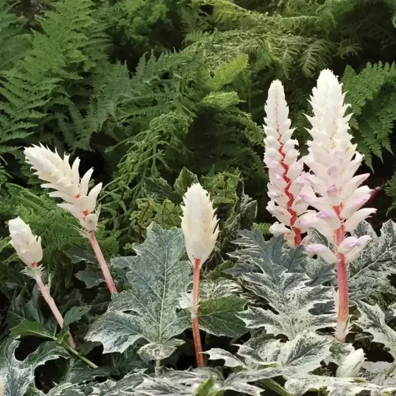Acanthus 'Whitewater' 2L - image 1
