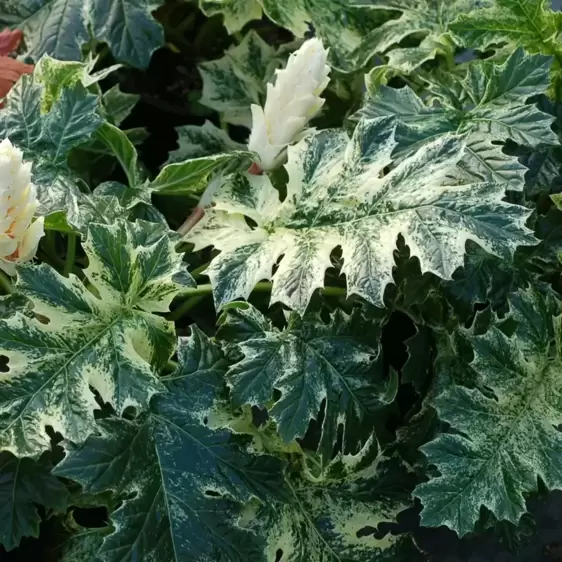 Acanthus ‘Whitewater’ 3L - image 3
