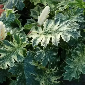 Acanthus 'Whitewater' 1L - image 3