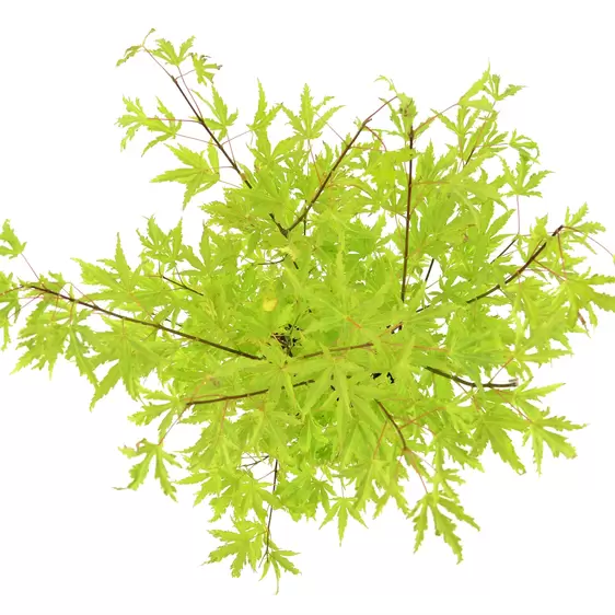 Acer palmatum 'Anne Irene' - image 2