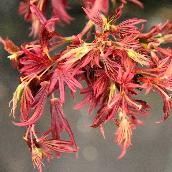 Acer palmatum 'Aratama' - image 1
