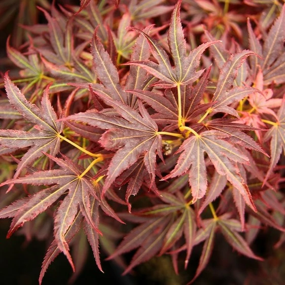 Acer palmatum 'Aratama' - image 2