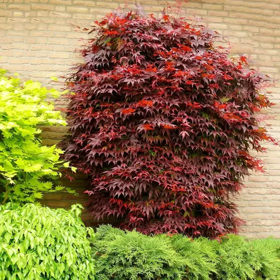 Acer palmatum 'Atropurpureum' 7.5L - image 1